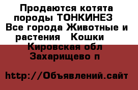 Продаются котята породы ТОНКИНЕЗ - Все города Животные и растения » Кошки   . Кировская обл.,Захарищево п.